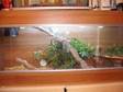 Bearded dragons,  2 of,  with 4ft vivarium,  heat and uv....