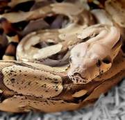 4 ft female Common Boa needs a loving home