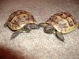 Spur Thighed Tortoises