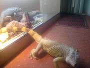 4yr old Female Green Iguana For Sale