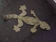 £70 - X2 Flying Geckos   Home