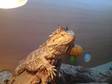 Bearded Dragon, male