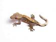 Pinstripe Crested Gecko