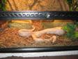 2 Yr Old Corn Snake and Vivarium