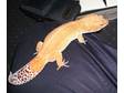 Proven Pair Of Leopard Geckos.