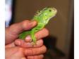 GREEN IGUANA FULL Setup 1 year old green Iguana,  4x2x2ft....