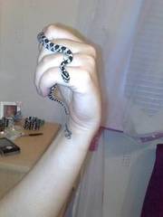 corn snake babies 8 needing new homes