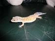 Leopard geckos for sale. Variety of adult Leopard geckos....