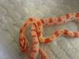 Reverse Okettee Het Bubblegum Male Corn Snakes