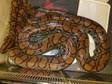 Adult Pair Brazillian Rainbow Boas