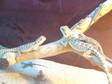 2 Baby Bearded Dragons 9wks Old £10 Each