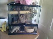 sale or swap boa constrictor and set up