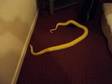 FOR SALE, ALBINO burmese python albino purmese python.6-7....