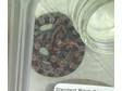 09 Hatchling Corn Snake