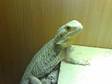 female adult Bearded dragon with vivarium/accessories.....