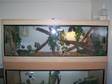 WANTED Royal Python 3ft with full set-up. 4ft vivarium, ....