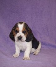 Minnie is a beautiful black white and brown Basset Hound.