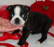 Roxie is a very sweet female boston terrier puppy.