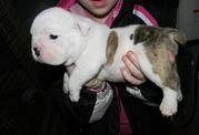 Cute English Bulldog 