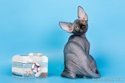 Котята породы канадский сфинкс, плем. пары.