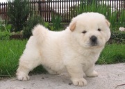 healthy looking chow chow puppies for sale.