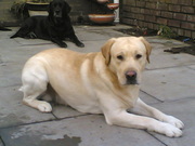 labrador for stud-hip scored and proven