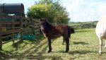 Bay turning Grey standard filly foal to make 40
