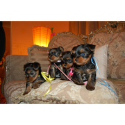 Nice kc Yorkshire Terrier Puppies for Sale