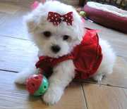 outstanding personality  Teacup Maltese  for sale