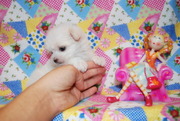  trained.  Teacup Maltese  for sale