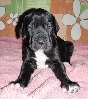 Great Dane puppies black and gray marble colors.