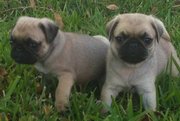 VET CHECKED AND VACCINATED PUG PUPS NOW READY 