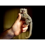 2 marmoset monkeys for rehoming