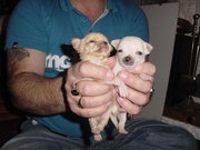 chihuahua puppies for sale tiny boys