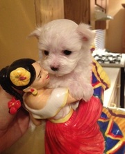 7 Excellent pedigrees,  Maltese Puppies for Sale+++