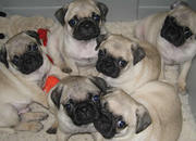 Pugs,  Males and female 