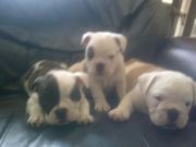 3/4 British 1/4 Old Tyme Bulldog puppies for sale 