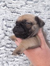 5 stunning pug babies for sale ready for new home.