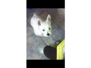 9 week old pup westie for sale ready for new home 
