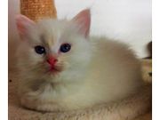 3/4 Ragdoll kittens Ready To Leave Next Weekend 