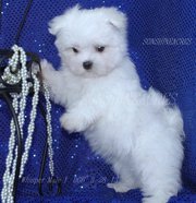 Pure bred Maltese pups Gorgeous fluffy bundles of fun looking for new 