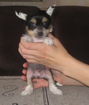 Chinese Crested Puppies OF Belarus-MINSK