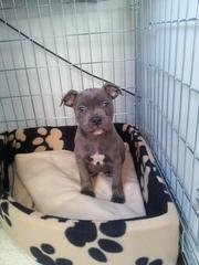 (blue) staffordshire bull terrier puppies for sale