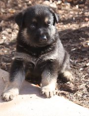 Black and Tan Males and Female Puppies Ready Now