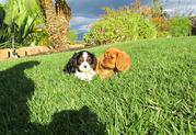 beautiful male and female,  yorkshire puppies