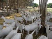 British Saanen Goats For Sale Adults with Kids