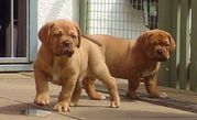 Dogue De Bordeaux Puppies - Stunning