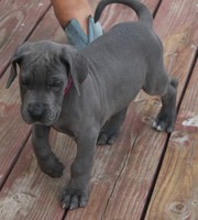 Gorgeous Blue with white Great Dane Puppies For Sale 