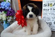 St. Bernard well trained and vaccinated.