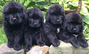 newfoundland puppies purebred for sale